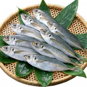 المجمدة الحصان الماكريل