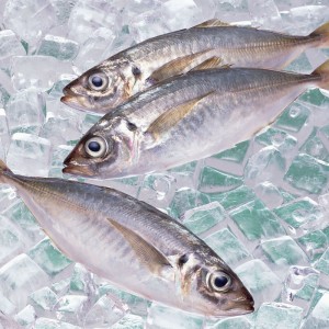 المجمدة الحصان الماكريل