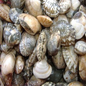 FELLZEN SHELL-ON CLAM