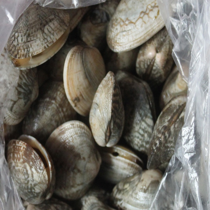 FELLZEN SHELL-ON CLAM