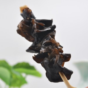 المجمدة السوداء FUNGUS