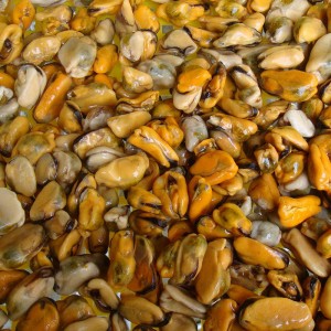 لحم بلح البحر المغلي المجمد