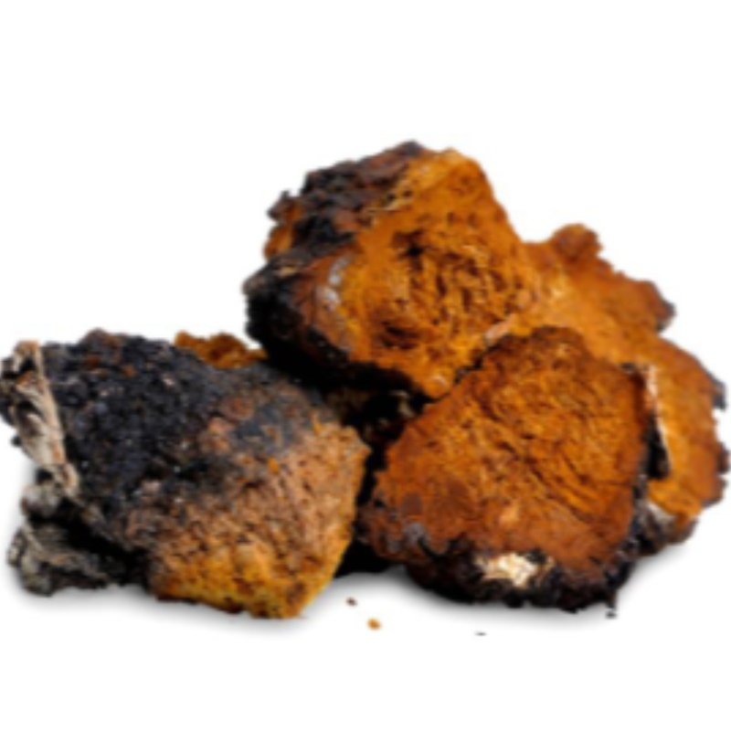 مكافحة الشيخوخة chaga استخراج الشاي الرعاية الصحية
