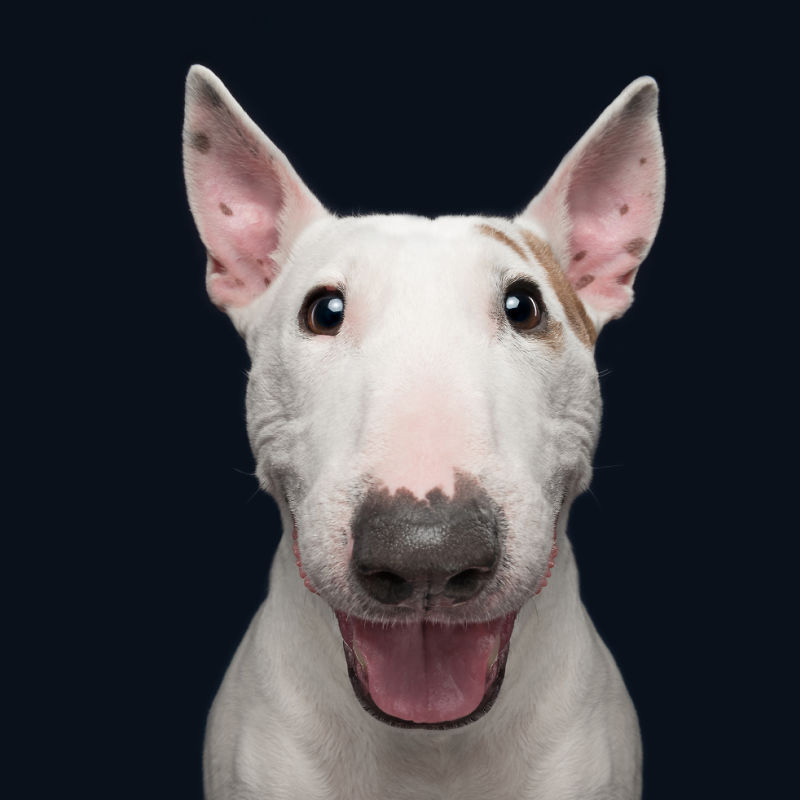 ماذا لو لم يستمع الكلب؟ كيف يمكنك الحصول على كلب لاتباع التعليمات؟