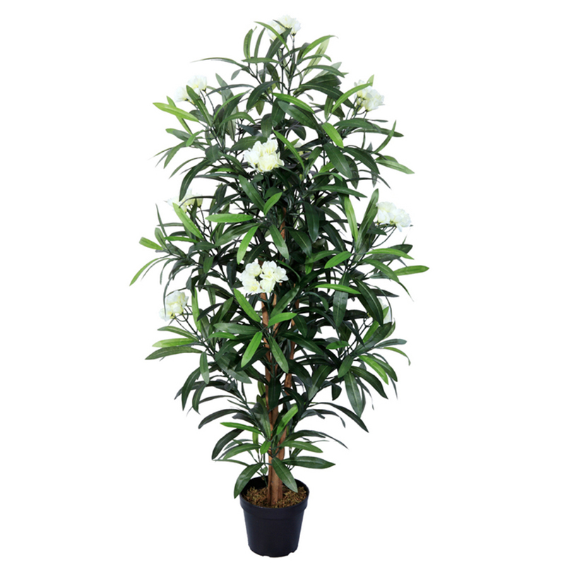 رقم العضوية