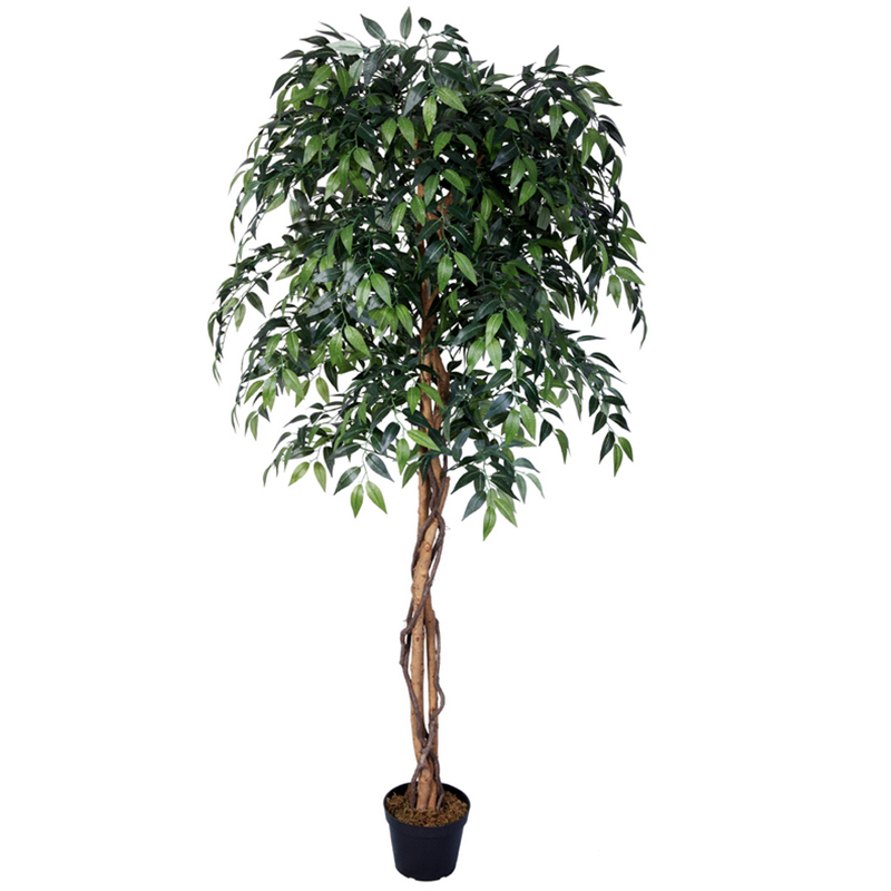 رقم العضوية