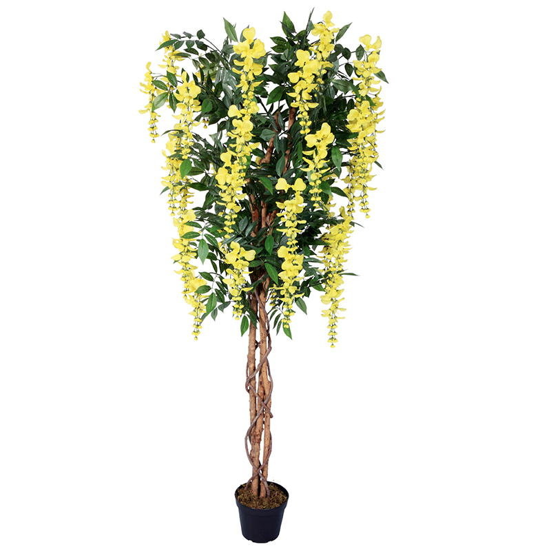 رقم العضوية