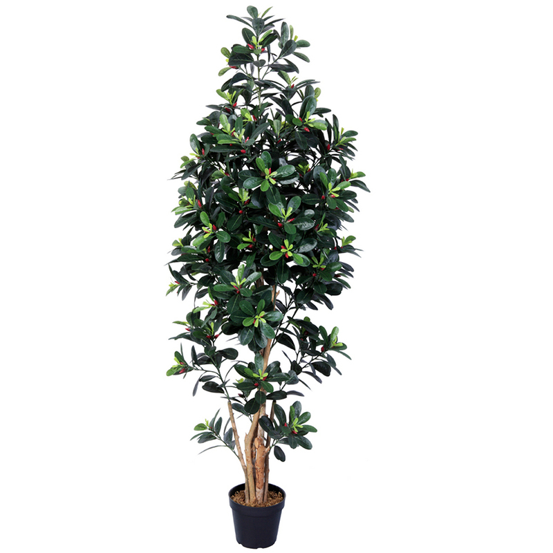 رقم العضوية