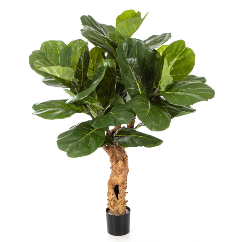 رقم العضوية