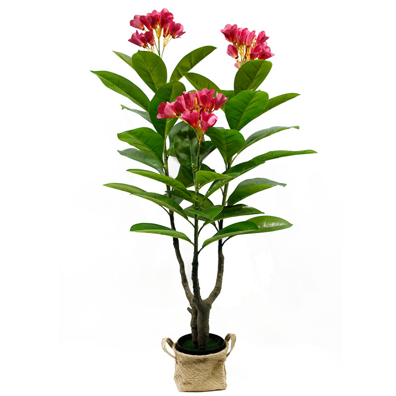 رقم العضوية