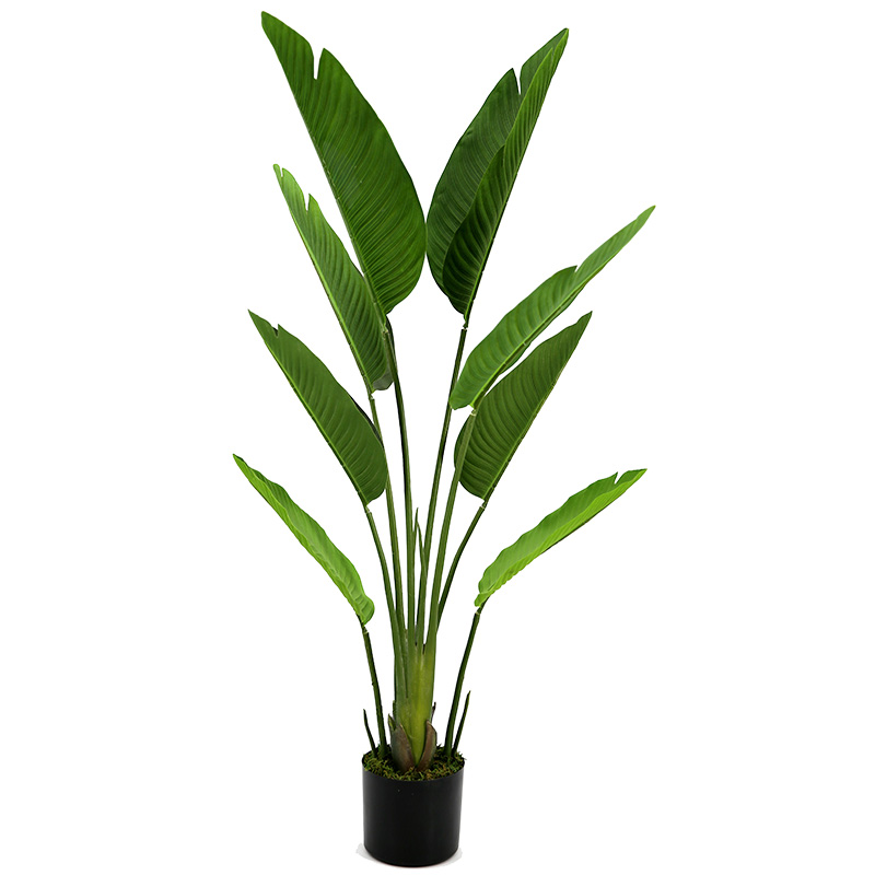 رقم العضوية