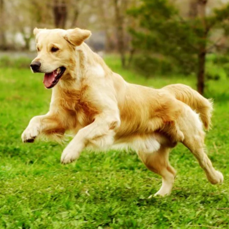 7 أوامر أساسية يحتاج الكلب إلى معرفتها