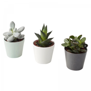 نباتات عصارية اصطناعية