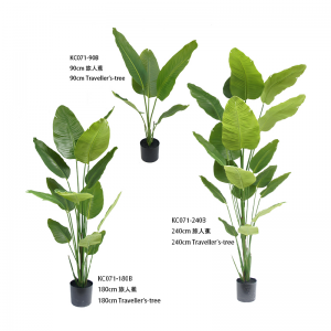 شجرة المسافرين