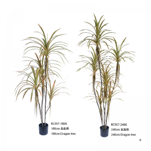 شجرة التنين