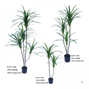 شجرة التنين