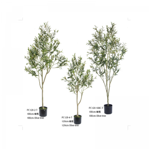 شجرة أوليفر Ⅱ